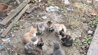 Meeting cats