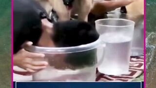 ada yg curang