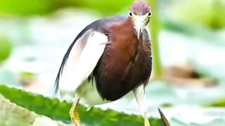 The Chinese Pond Heron is a hunting master: slow cat-like steps, perfect stillness, then a lightning-fast strike under the water.
