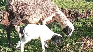 Farmer 4
