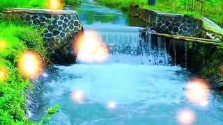 beautiful rice fields 2