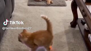 light wali cat