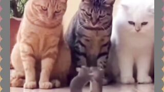 menang kalah ga selamet
