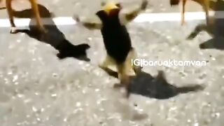 Aksi hewan lucu