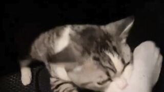 kucing nakal