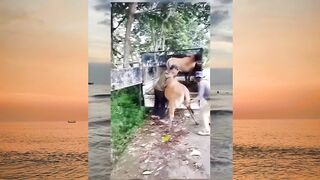 Sapi nya galak banget