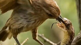 Bird vs Snake ????vs???? Ai Shorts