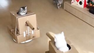 Cute cat version of World War 3