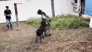 Rams Attacking People for 15 Seconds Straight