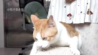 Cat hard