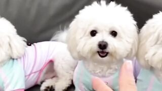 Fashion Puppies Can't Behave!"