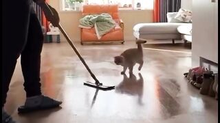 Amazing cats 26