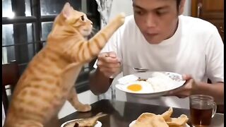 Amazing cats 27