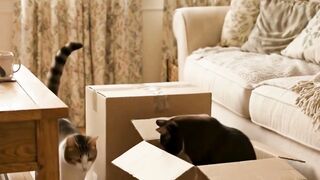 Cute Cats 23