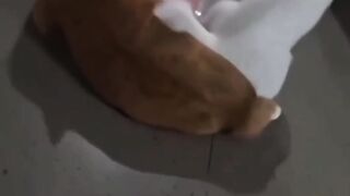Kucing Lucu Bikin Ngakak | Funny Cats That Will Make You Laugh ????????
