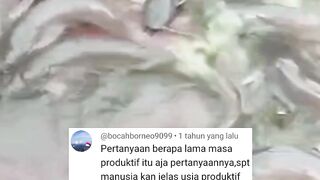Cara agar induk lele cepat gendut gendong telur