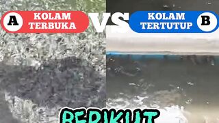 Apakah kolam lele wajib kena sinar matahari❓