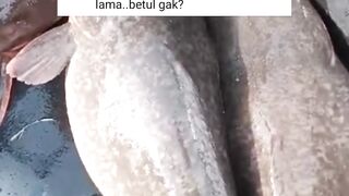 Induk lele gendut dan matang gonad kadang cepat kadang lambat
