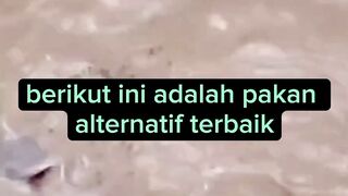 Pakan alternatif terbaik untuk induk lele