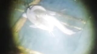 3 Manfaat kakaban dalam pemijahan lele