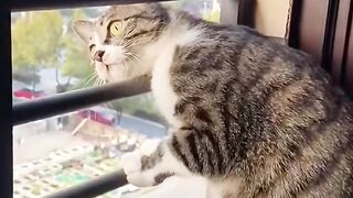 Cat kepo