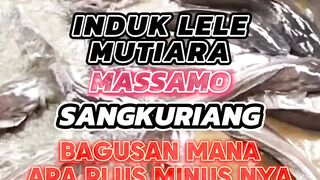 Induk lele SANGKURIANG MUTIARA MASSAMO bagusan mana❗