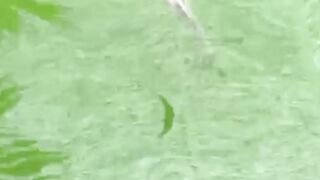 Fahami jenis-jenis penyakit ikan lele dan penyebabnya