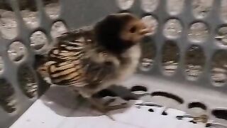 The chicken black