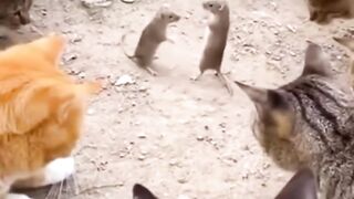 Mouse fights!