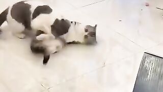Video kucing lucu: kucing pegulat