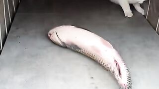 Video kucing lucu 2