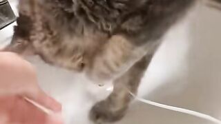Kucing ini sangat bisa di andalkan
