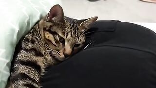 Reaksi kucing dengar suara kentut