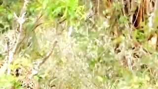 Monkey’s Teasing Turned Fatal #animals #wildlife #monkey #leopard