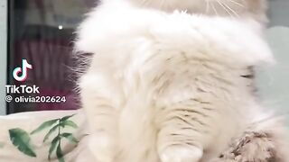 Cute Cats 24