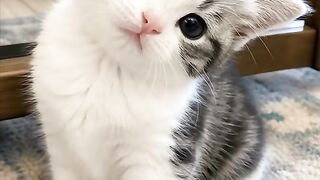 The Cutest Kitten Head Tilts Ever! ???????? | Pure Heart-Melting Moments