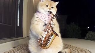 Funny video
