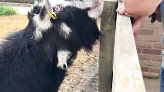 Wait For It...The Full Goat Tongue-Out Moment!"