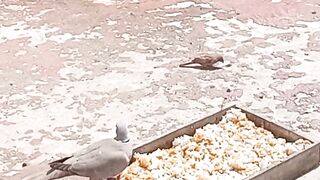 Pegeons 4