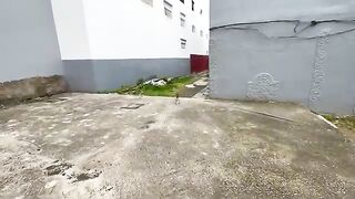 Very cute stray cats waiting for the kind lady to bring them food
