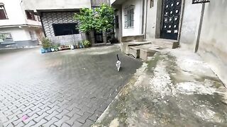 The neighborhood cats ask for tasty food with a gentle meow.
