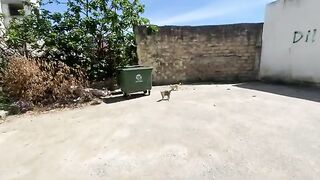 These two cats are asking for love and food.