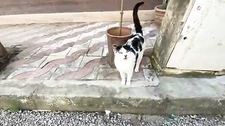 The sweet mother cat shows us her newborn kittens.