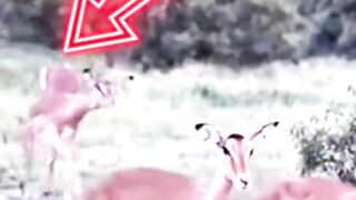 Leopard Ambush Ended Deer’s Journey #wildlife #animals #deer #leopard