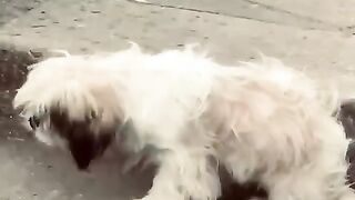 My pet 7