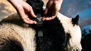 Funny video