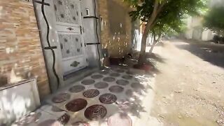We fed all the cats in this neighborhood who were very hungry.