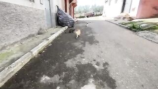 We will be among those whom stray cats await every day with love and food.