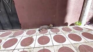 The cute stray cats are always watching us when I bring the food from the box.