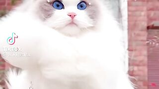 So Cute Cat 8